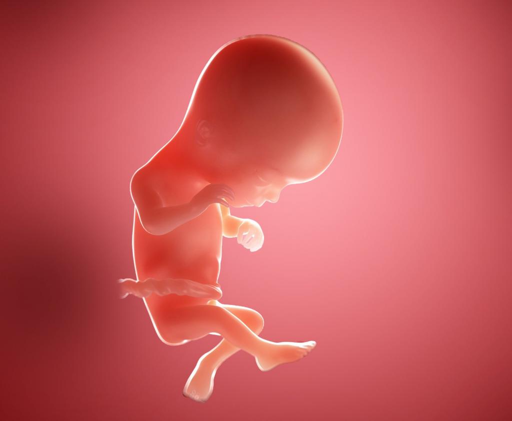 علایم جنین پسر هفته 16 بارداری