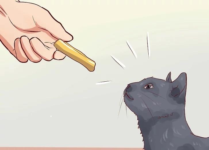 تربیت صحیح گربه از طریق آمادگی برای انضباط  2