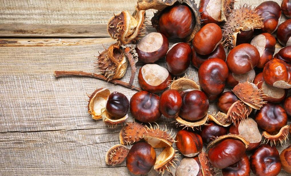 تعبیر خواب بلوط 4