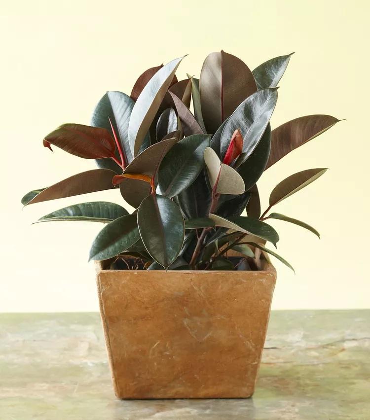 نگهداری گل های برگ‌صورتی 8