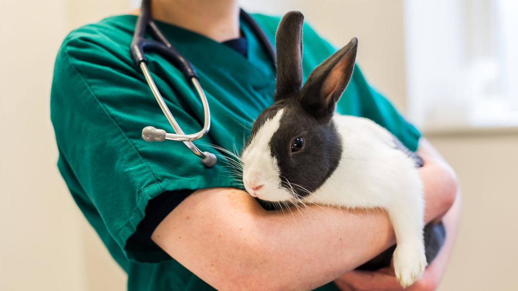 بیماری های رایج خرگوش 