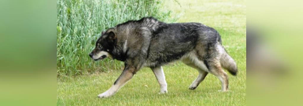 25 سگ خطرناک جهان