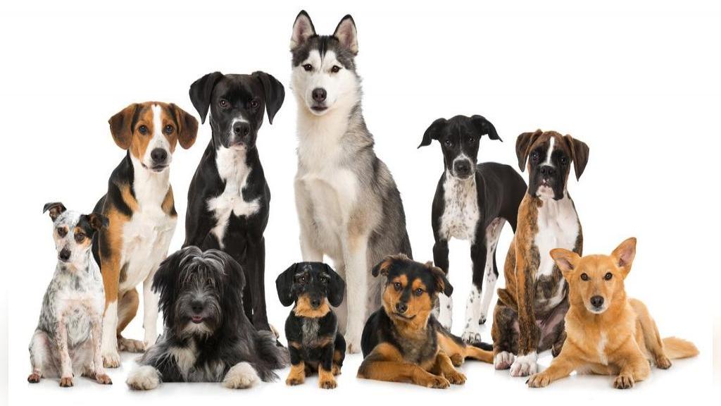 سگ ها و 20 دانستنی جالب در مورد آنها