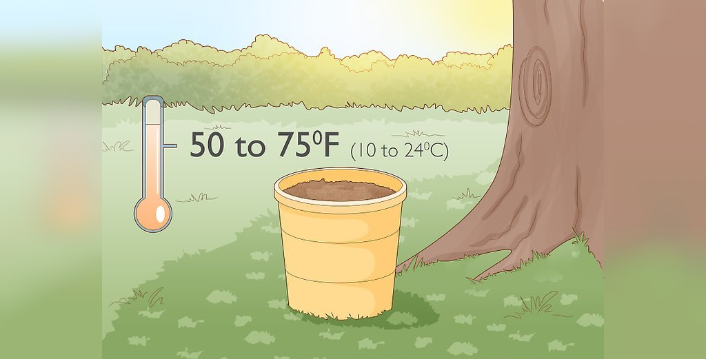 برای پرورش بیبی اسفناج، بذرها را در دمای 10 تا 24 درجه سانتی گراد و محیط نسبتاً آفتابی نگه دارید