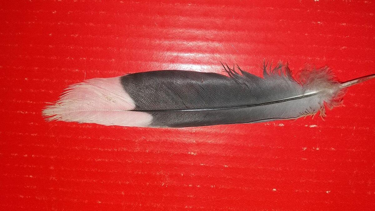 تعبیر خواب پر 4