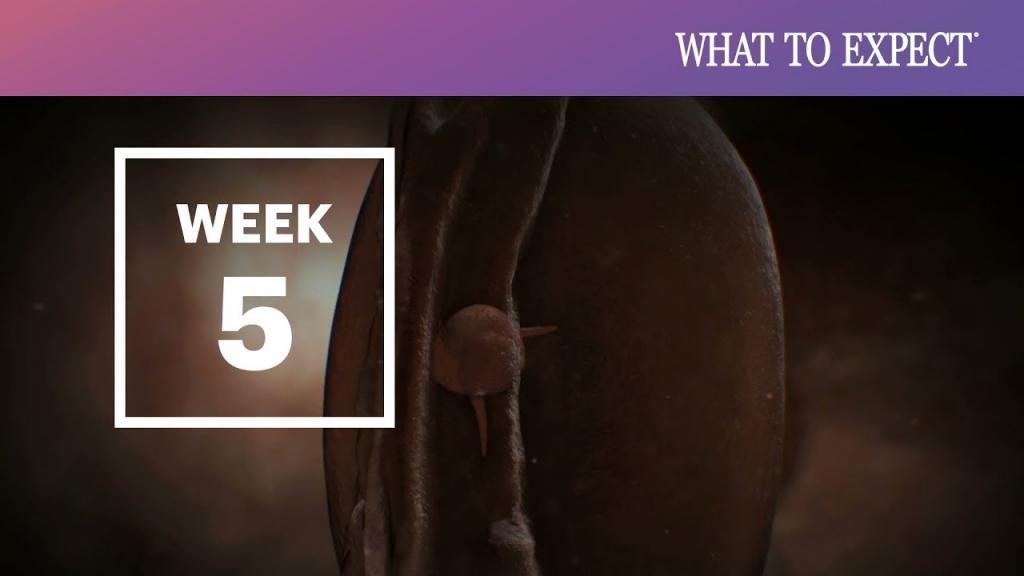 علائم هفته پنجم بارداری؛ سونوگرافی، سقط و تغذیه هفته 5 بارداری