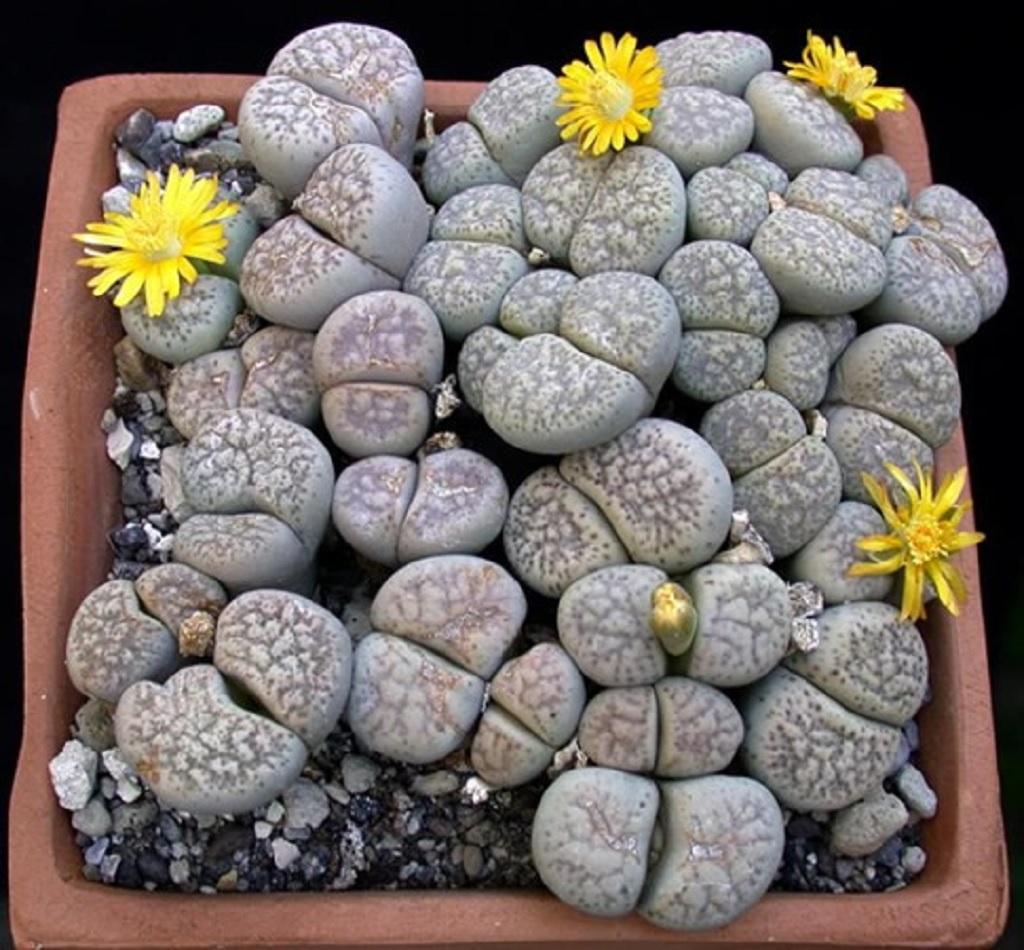 گیاه سنگی یا لیتوپس(Lithops - stone flowers).