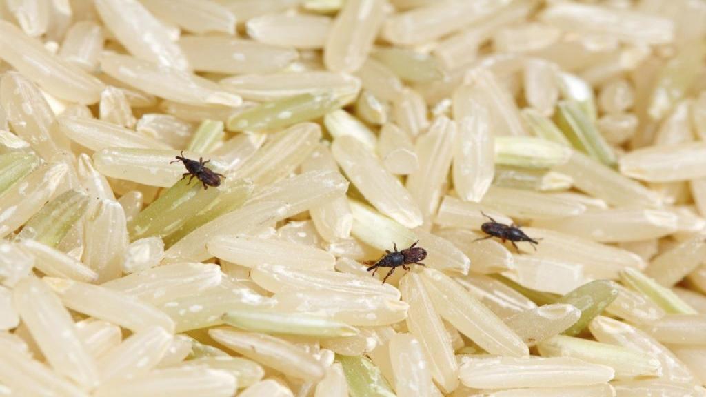 جلوگیری و از بین بردن شپشک برنج در خانه با ترفندهای ساده