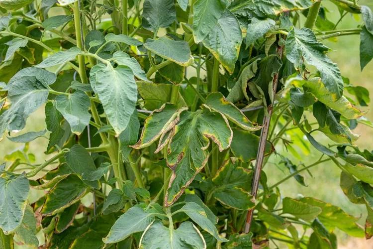 علت رایج زردی برگ گوجه‌فرنگی 3