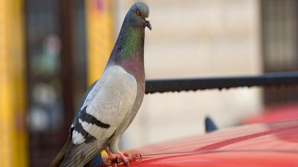 چگونه فضله پرندگان را بدون آسیب زدن به رنگ خودرو پاک کنیم؟