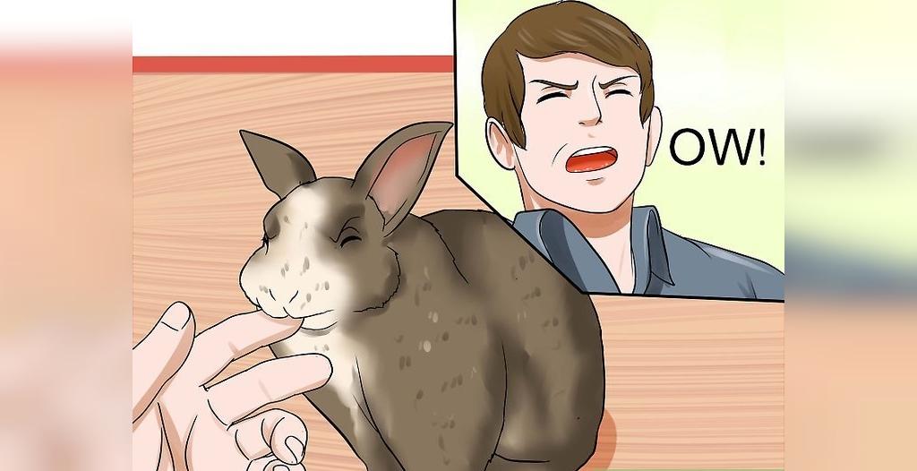 زمانی که خرگوش گاز می گیرد چه کار بکنید