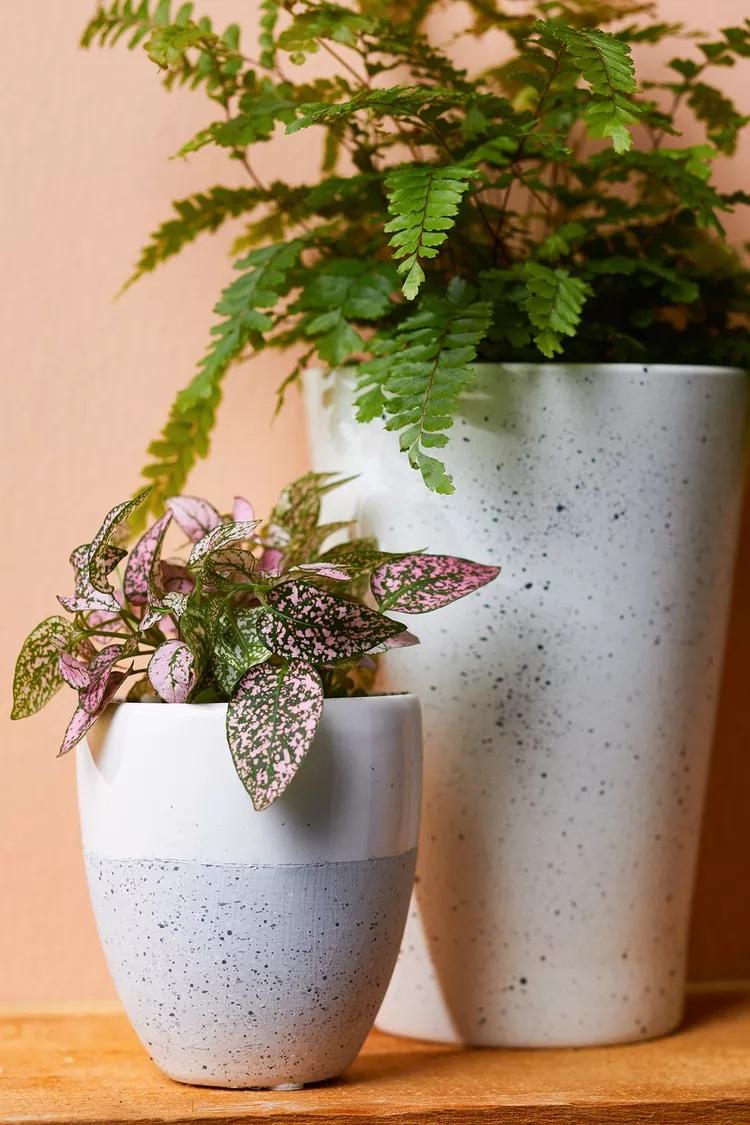 نگهداری گل های برگ‌صورتی 3