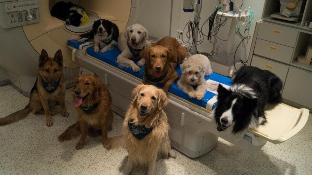 10 درمان خانگی و طبیعی برای یبوست سگ ها + علل بروز یبوست در سگ