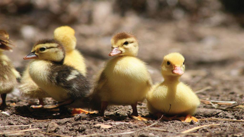 آموزش نکات پرورش اردک در خانه و شرایط نگهداری از جوجه اردک