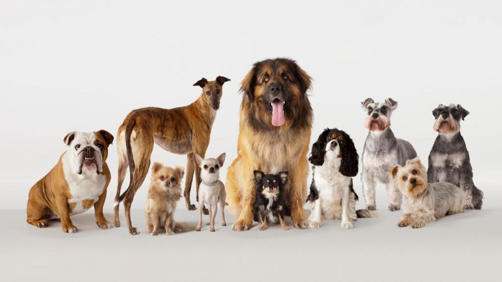 معرفی 20 مورد از وفادارترین نژاد سگ ها + ویژگی های ظاهری و رفتاری آنها