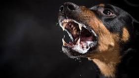 معرفی 25 نژاد سگ وحشی و خطرناک در جهان، به همراه عکس و توضیحات