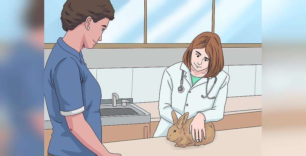 بررسی جنسیت خرگوش در خانه
