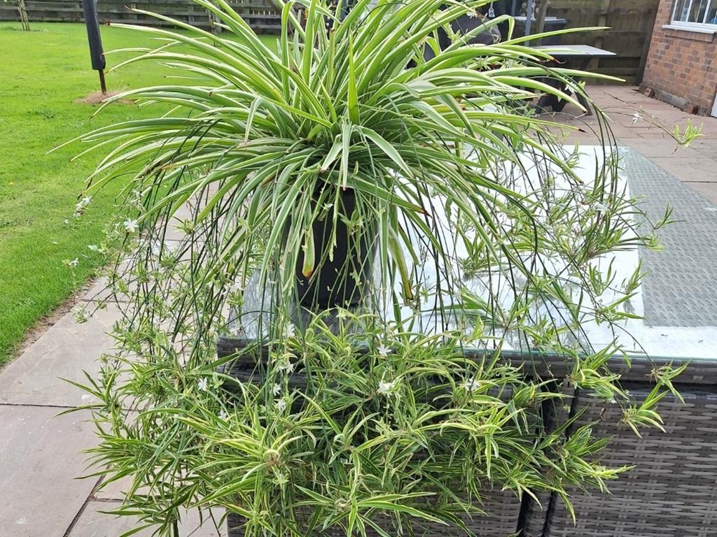 شرایط رشد بهینه گیاه عنکبوتی
