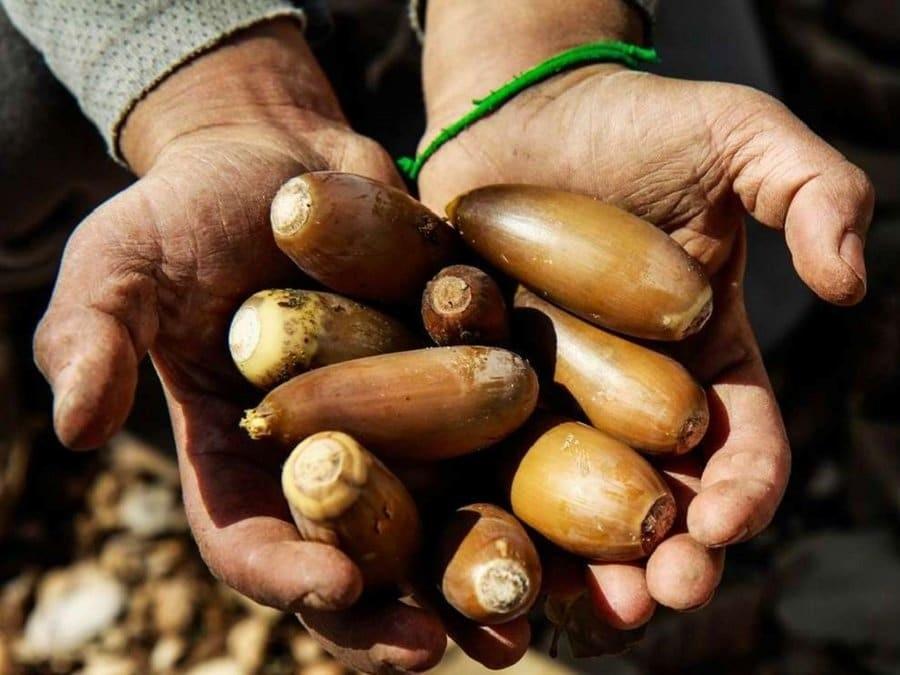 تعبیر خواب بلوط 1