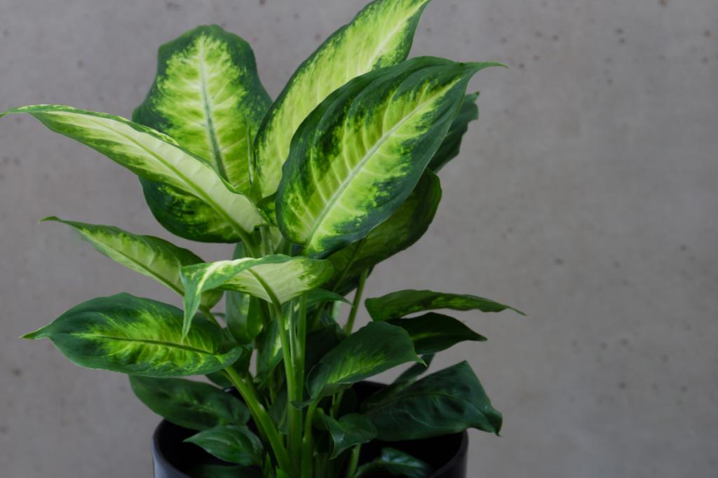 24مورد از بهترین گیاهان اپارتمانی که در نور کم رشد می کنند