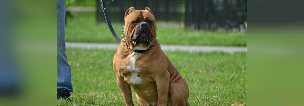 25 سگ خطرناک جهان