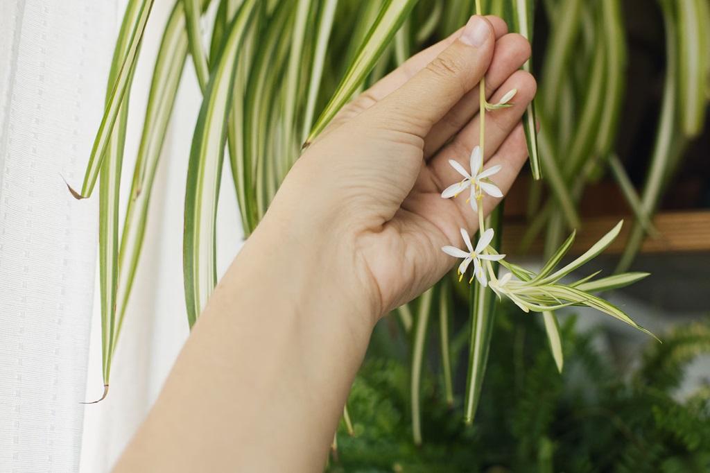  فواید گیاه عنکبوتی 4