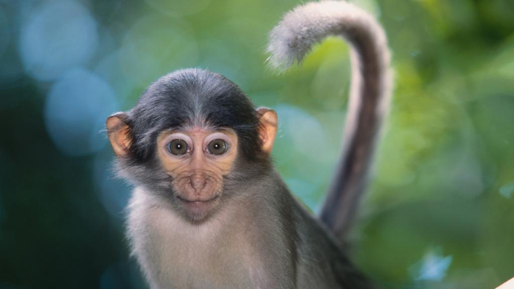 غذاهای چینی زنده:مغز میمون زنده به‌صورت خام