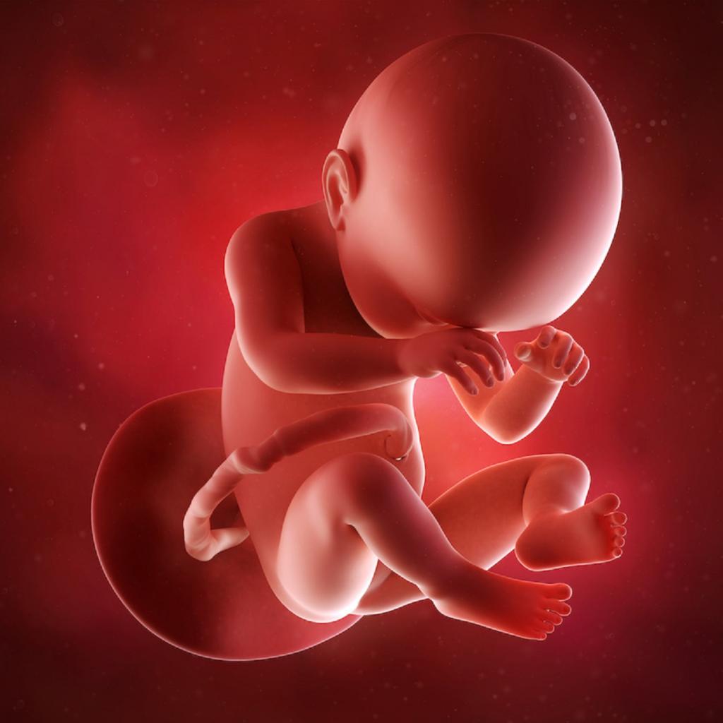 حرکت جنین در هفته بیست و نهم بارداری