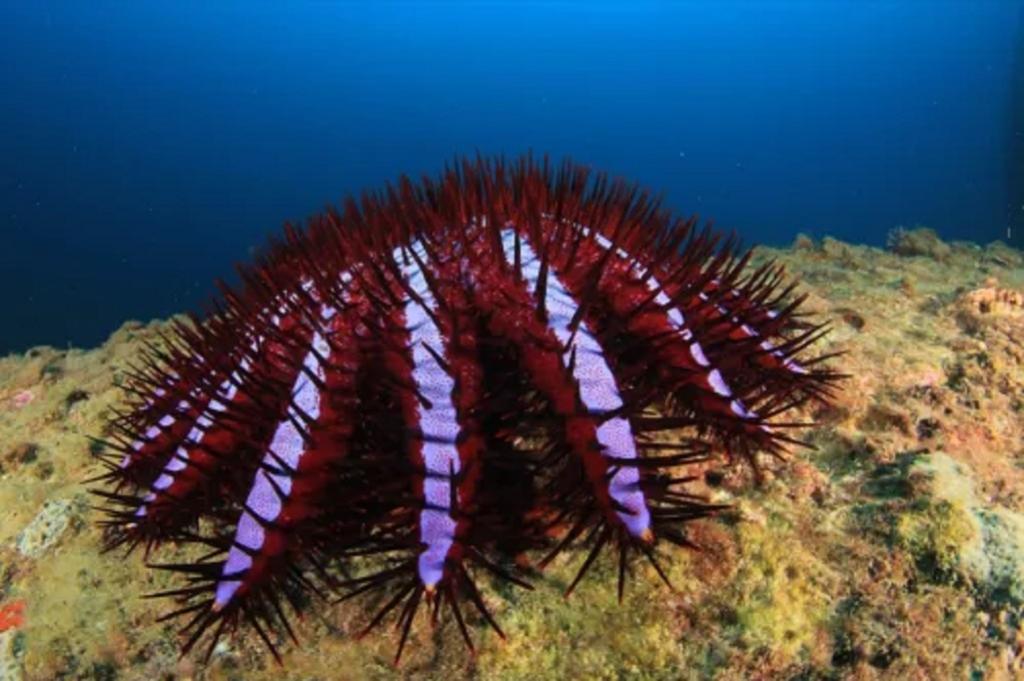 از موجودات دریایی خطرناک: ستاره دریایی تاج خار