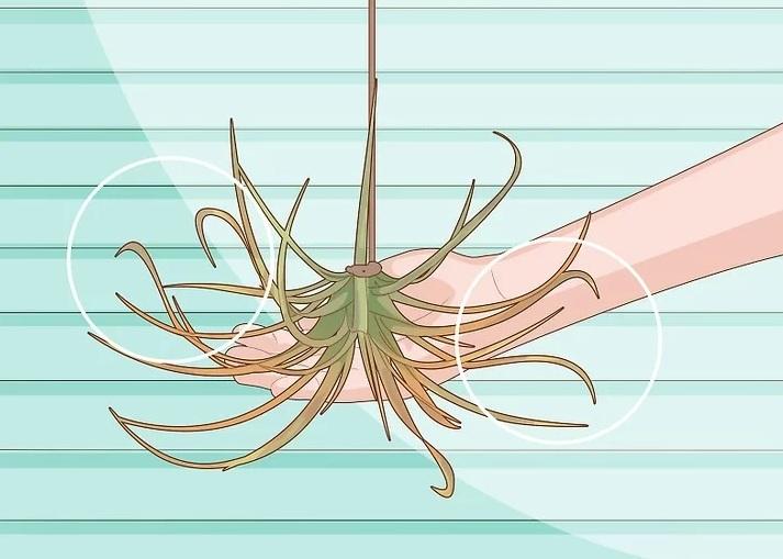 نحوه آبیاری گیاهان هوازی 9