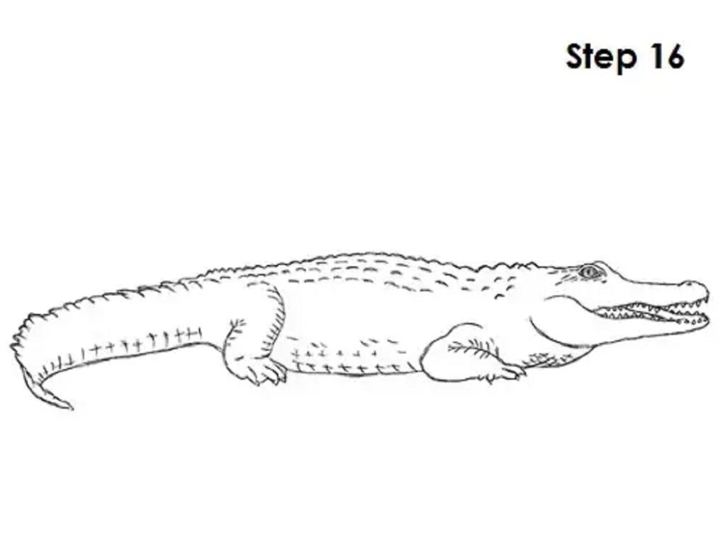 آموزش کشیدن نقاشی تمساح مرحله به مرحله