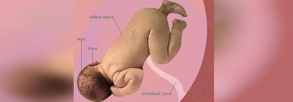 رشد کودک در هفته 37 بارداری