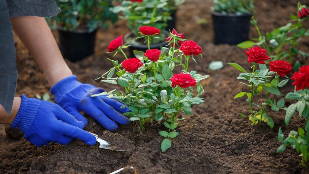 آموزش کاشت و پرورش گل رز در باغچه و شرایط نگهداری آن