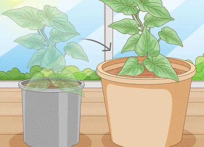 نحوه کاشت تاک های سیب زمینی شیرین 13