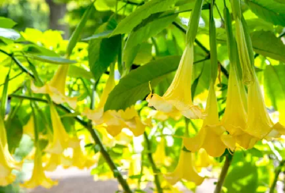 درختچه گلدار برای باغچه: گل شیپوری فرشته
