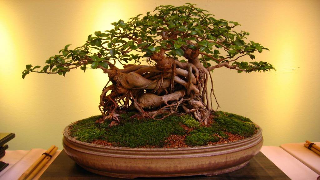 بونسای؛ راهنمای کامل پرورش درخت بونسای برای مبتدیان