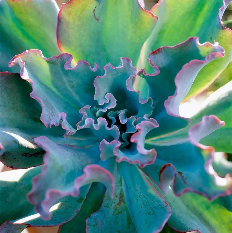 نگهداری گل های برگ‌صورتی 11