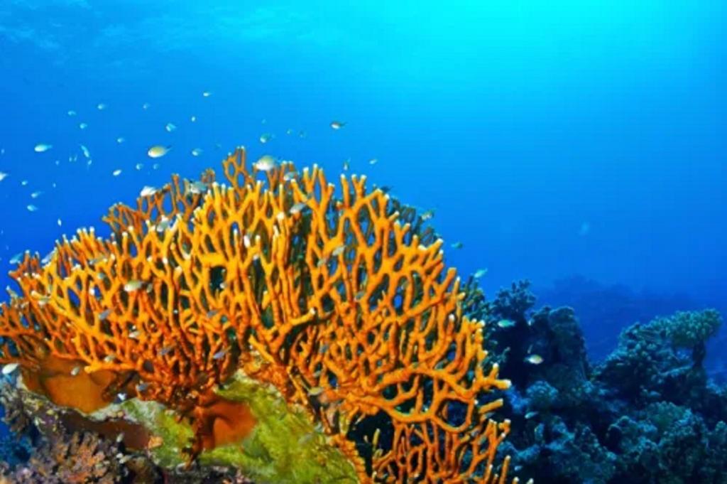 از موجودات دریایی خطرناک: مرجان آتشین