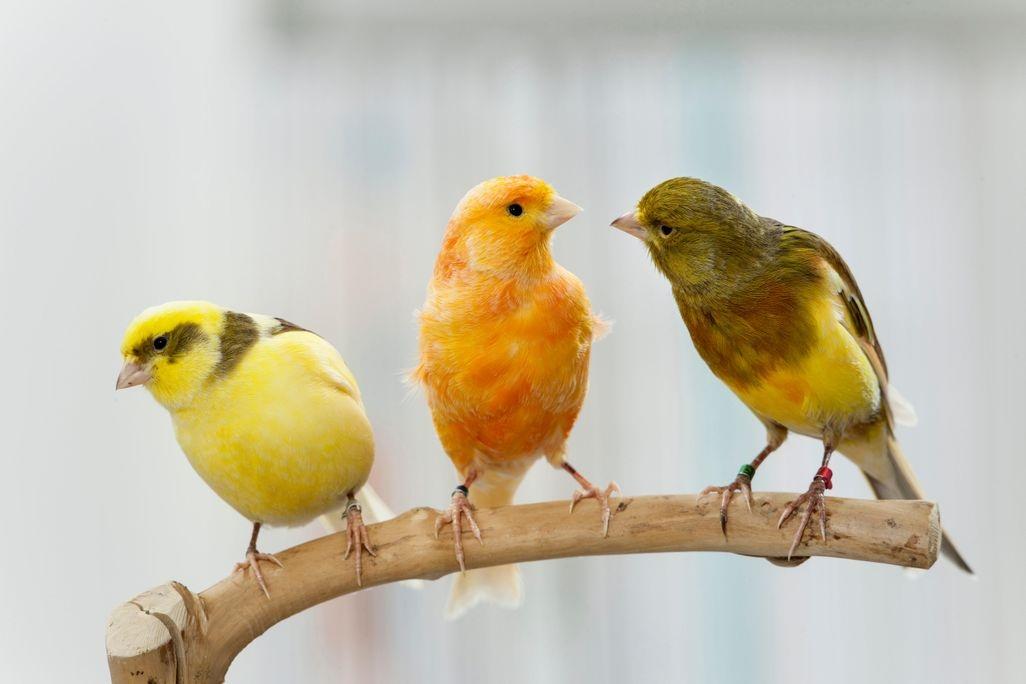 تعبیر خواب پرنده 3