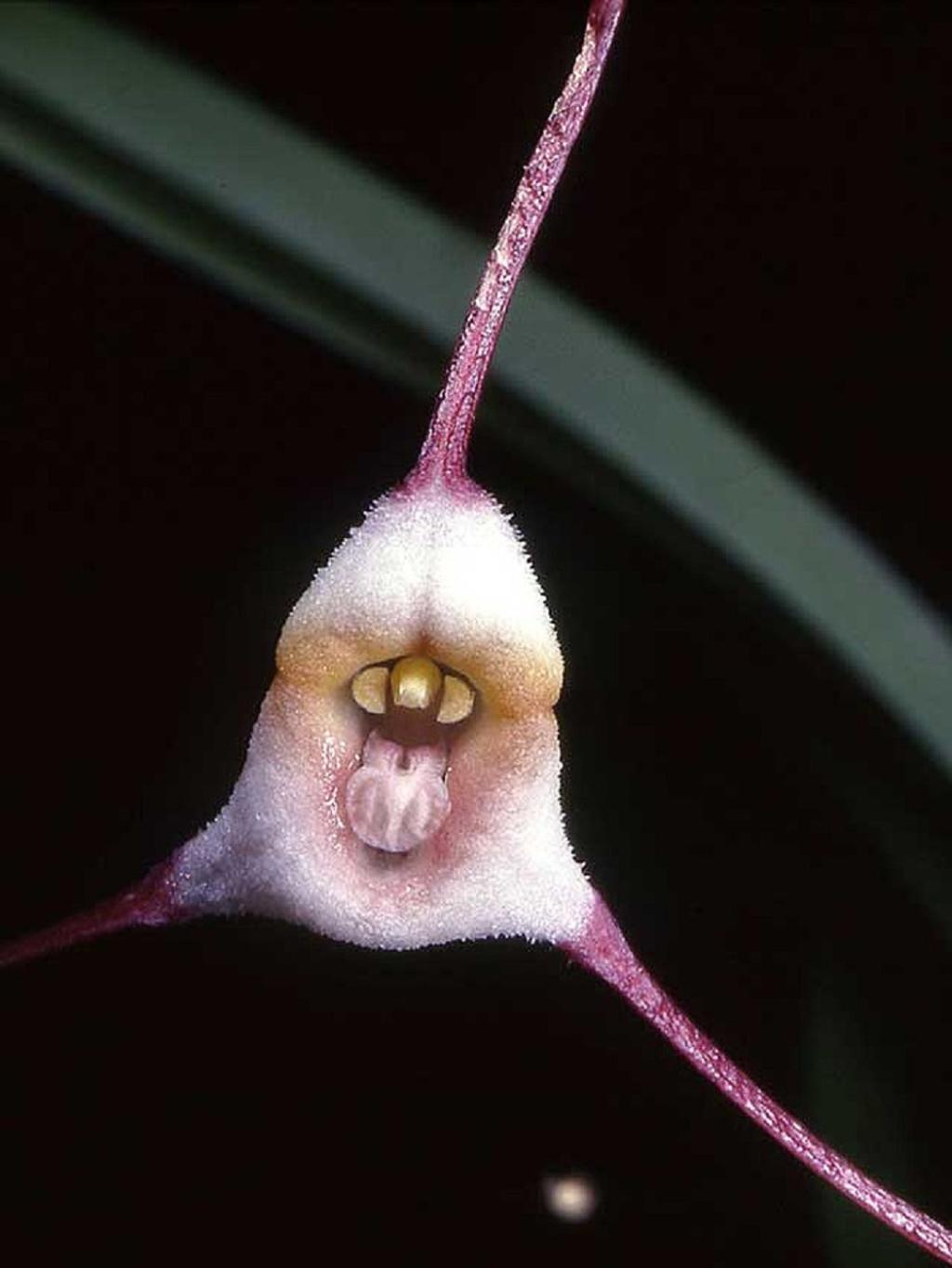 ارکیده دراکولا( The Dracula Orchid)