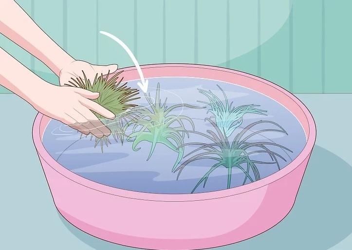 نحوه آبیاری گیاهان هوازی 2