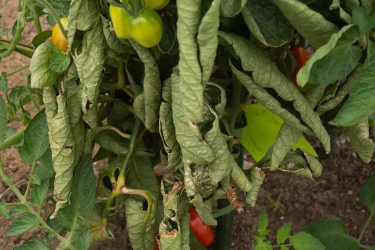 علت رایج زردی برگ گوجه‌فرنگی 11