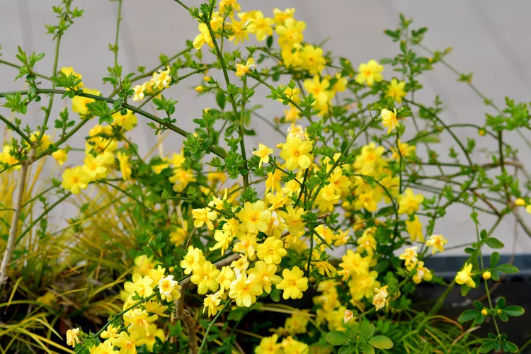 بهترین گیاه آپارتمانی : یاس زمستانی (Jasminum nudiflorum)