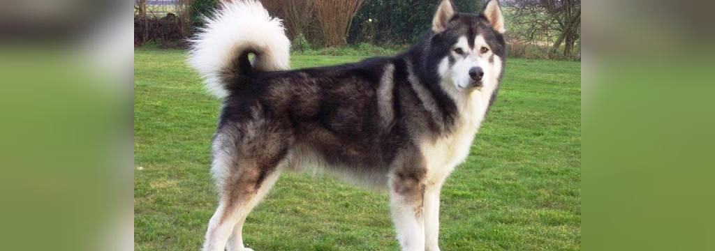 25 سگ خطرناک جهان