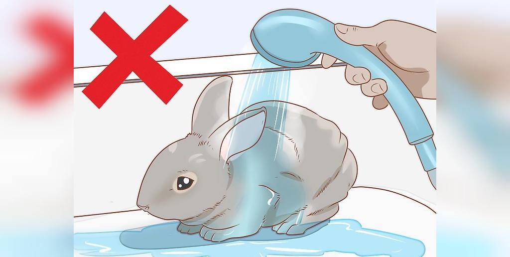 نکات مهم درباره نظافت خرگوش