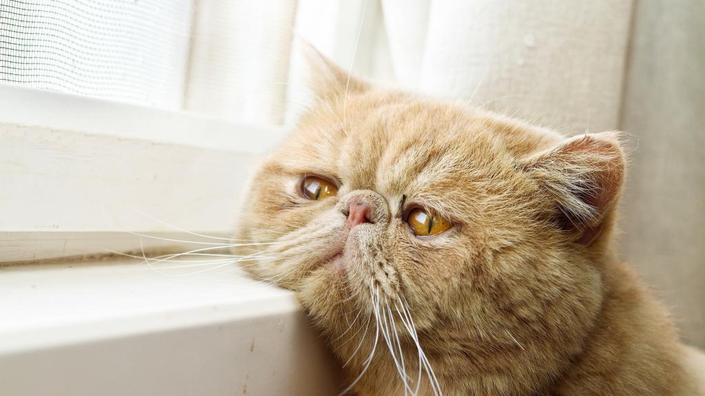 دلایل بروز علائم افسردگی در گربه ها، روش های تشخیص و درمان آن