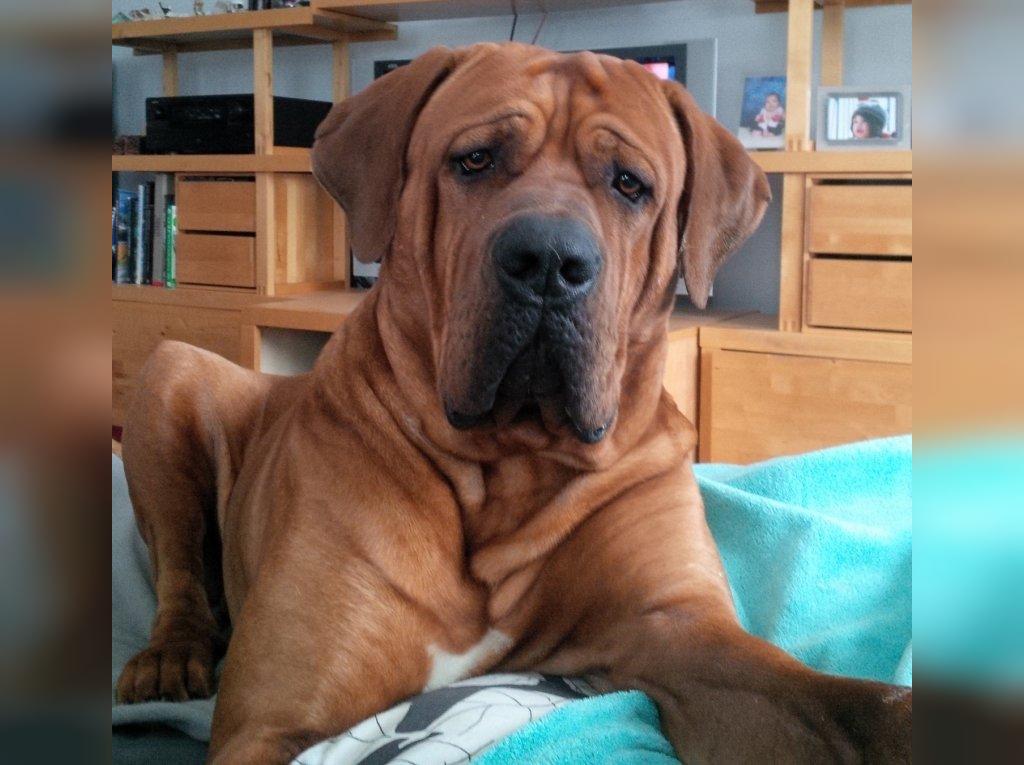 25 سگ خطرناک جهان