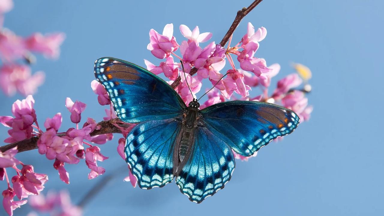 تعبیر خواب پروانه 1