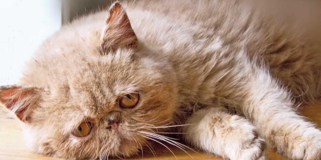 افسردگی در گربه ها به چه صورت تعریف می شود؟