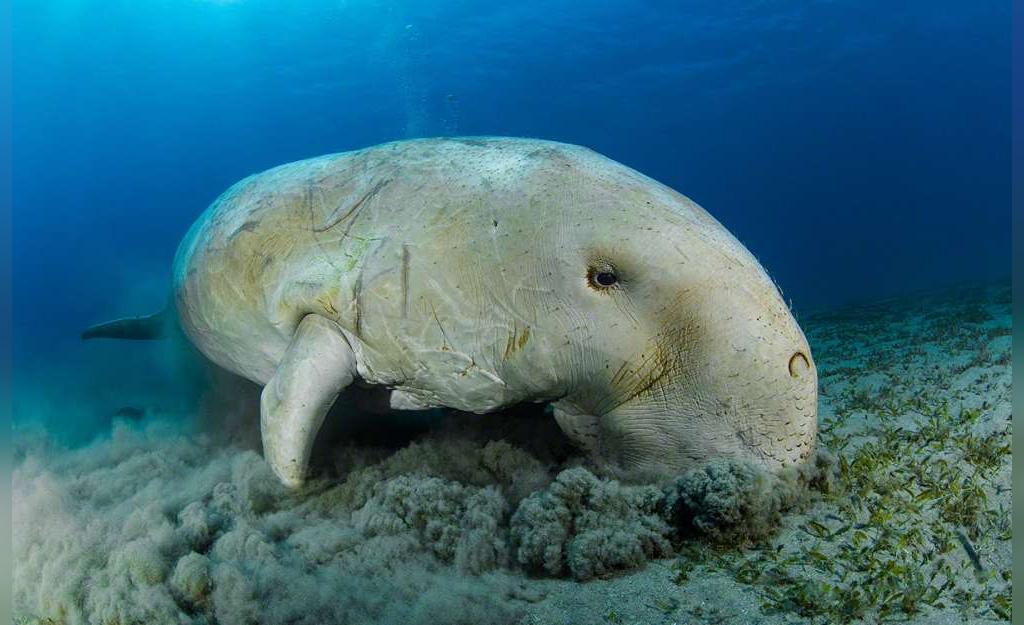 از عجیب ترین حیوانات دریایی: فیل دریایی